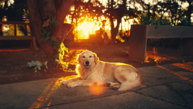 What Colors Can Dogs See
