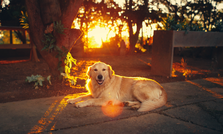 What Colors Can Dogs See